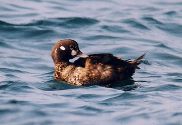 Harlequin Duck