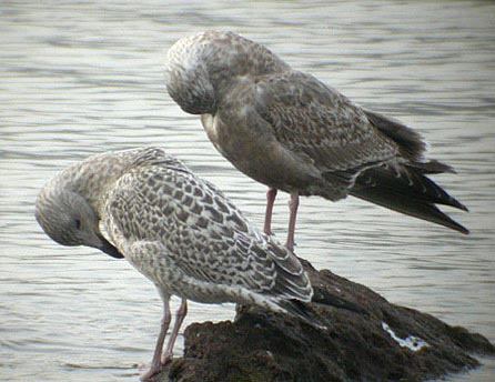 Heuglin's Gull