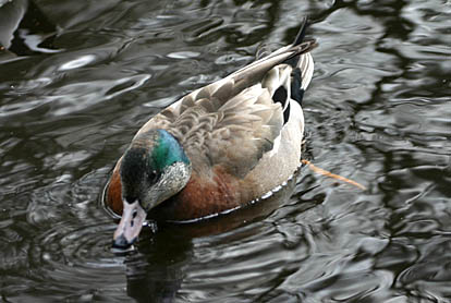 Mallard x Am Wigeon 08