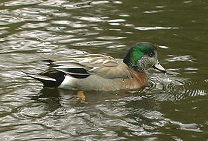 Mallard x Am Wigeon 01