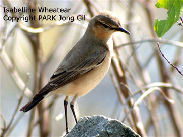 Isabelline Wheatear
