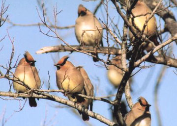 Japanese Waxwing