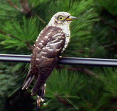 Indian Cuckoo
