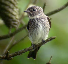 Sooty Flycatcher