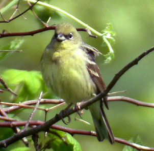 Japanese Yellow Bunting