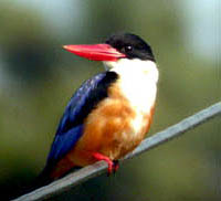 Black-capped Kingfisher