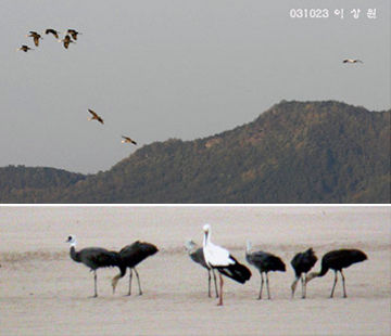 Hooded Crane & Oriental Stork