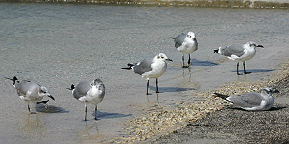 Laughing Gull