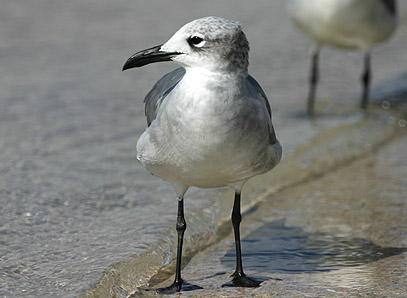 Laughing Gull