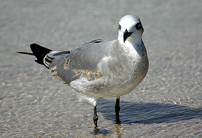 imm Laughing Gull
