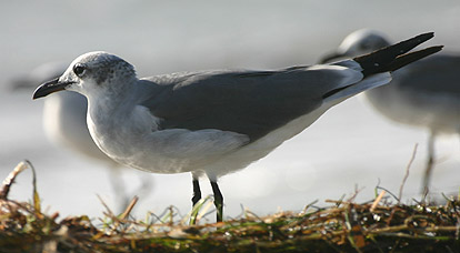 Laughing Gull
