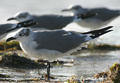 Laughing Gull