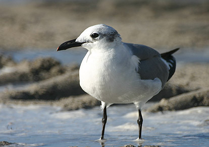Laughing Gull