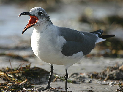 Laughing Gull