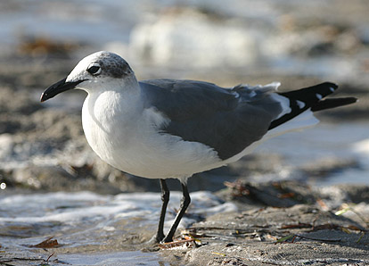 Laughing Gull