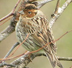 Little Bunting