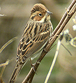 Little Bunting