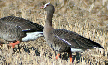Lesser Whitefront Goose