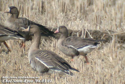 Lesser White-fronted Goose