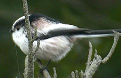 Long-tailed Tit