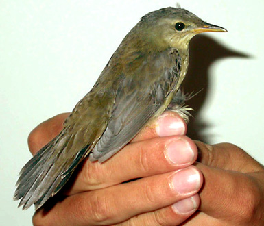 Middendorff's Grasshopper Warbler