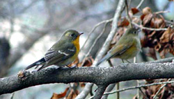 Mugimaki Flycatcher