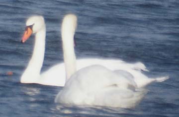 Mute Swan