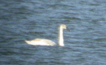 Mute Swan