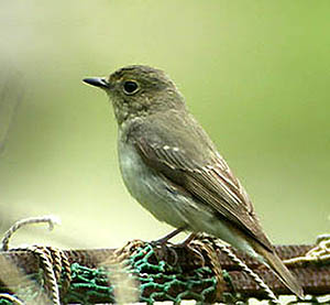 Narcissus Flycatcher