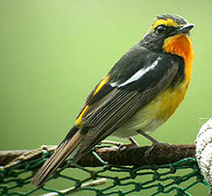 Narcissus Flycatcher