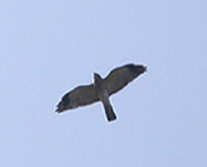 Chinese Sparrowhawk
