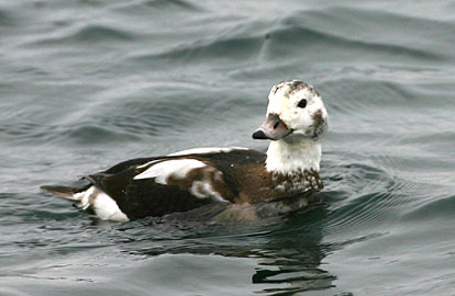 Long-tailed Duck 03