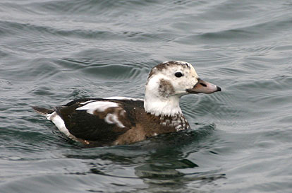 Long-tailed Duck 04