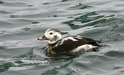 Long-tailed Duck 02