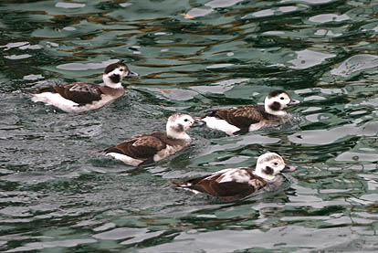 Long-tailed Duck 01