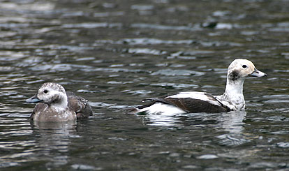 Long-tailed Duck 05