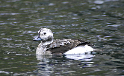 Long-tailed Duck 06