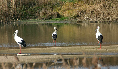 Oriental Stork
