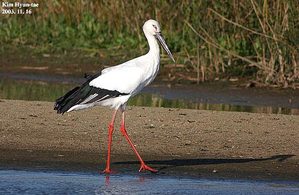 Oriental Stork