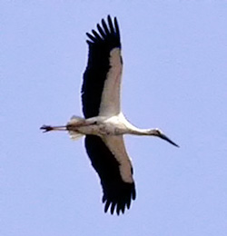 Oriental Stork
