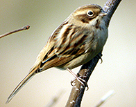 Pallas's Reed Bunting