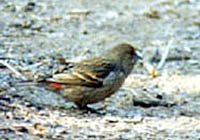 Pallas's Rosefinch