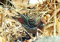 Pallas's Rosefinch