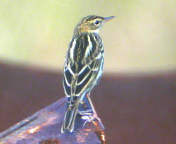 Pechora Pipit