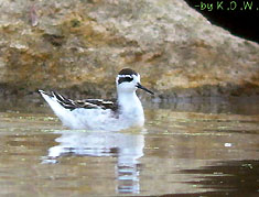 Red-necked Phalarope