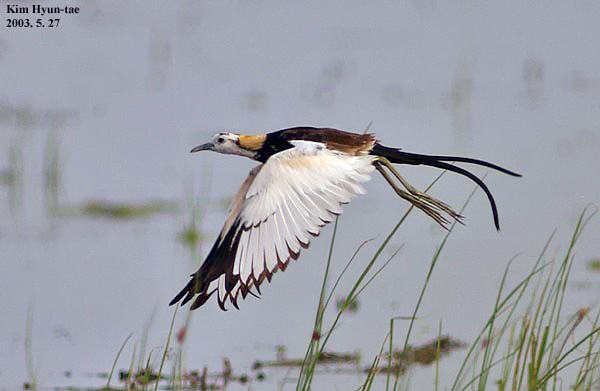Pheasant-tailed Jacana