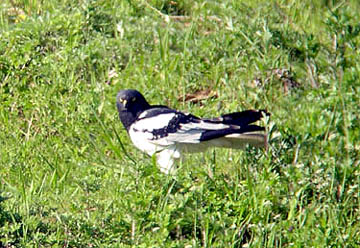 Pied Harrier