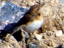Pied Wheatear