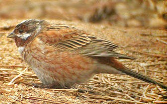 Pine Bunting