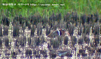 Painted Snipe